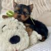 Yorkie puppy looking for a new home