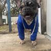 French bulldog stud, stud services
