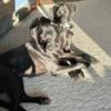 Female Great Danes looking to rehome