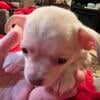 Chihuahua puppies ready to go now