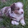 SOLD - Red Merle Male Toy Aussie