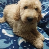 Goldendoodle puppies standard