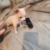 female Chihuahua tiny 10 weeks old