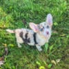 Blue Merle corgi puppy American corgi