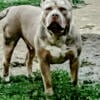 LILAC TRI MERLE XL BULLY. STUD SERVICE