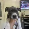 Standard American Bully Pups