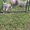 French bulldogs full AKC