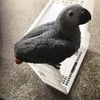 Baby African Grey parrot