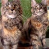 Jamaica Life Maya - TICA Registered Black Classic Torbie Maine Coon Kitten