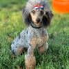 AKC/CKC Male Proven Mini Poodle 13lbs 