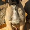 Great Dane puppies available