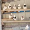Pigeons Iranian high flyers Toghi