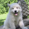  Alaskan Malamute - Blizzard
