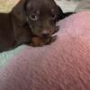 For sale Dachshunds puppies