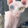 1 year old sphynx kitten