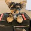 HARLOW Biewer Yorkie