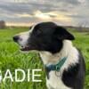 Sadie, Perfect Family Dog, Border Aussie female 