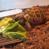 Hermann's Tortoise