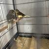 Canary 