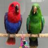 Eclectus Babies Pair Hand Tamed