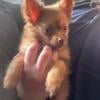 10 week Male Pomeranian