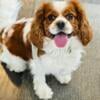 Charming Cavalier Male Stud Available