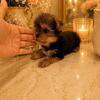 Yorkie boy show quality