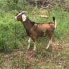 Mini Nubian Buck and Wether