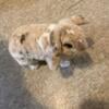 Two Female holland lop bunnies