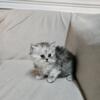 Persian kittens for sale