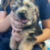 CKC yorkshire terrier puppies