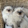 CFA Registered Himalayan Kittens born 6/22