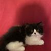 Black & White Persian  kitten available