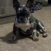 Puppy-AKC Female Merle Frenchie available