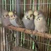 TCB English Budgies