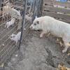 Juliana/Potbelly Pig Family