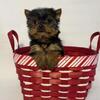 Yorkie pups!