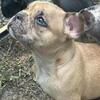 Stunning well loved Frenchie Pups