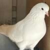 High Flyer Pigeons for Sale