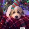 Anatolian Pyrenees Puppies