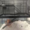 4 pet mice for free