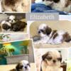 absolutely gorgeous little girl shih tzu puppy elizabeth