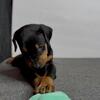 Kobe- Black& Tan Doberman Pup