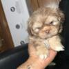 Shih tzu puppies looking to rehome