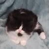 Tuxedo Black & White Persian Kitten