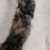 Female Maine coon Ready now.