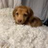 Long haired Miniature dachshund puppies