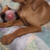 Vizsla puppies males and females