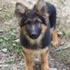 GERMAN SHEPARD BABIES - female only