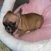 French Bulldog female AKC puppy